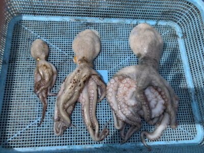 <p>立田ブラザーズ様 中波止2番 タコエギでタコ🐙</p>