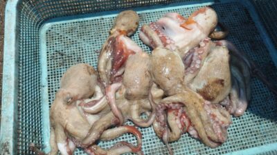 <p>中波止 タコエギで新子タコ🐙</p>