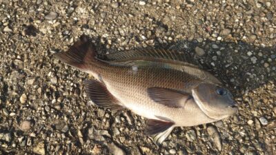 <p>旧一文字赤灯外向き エビ撒き釣りでグレ！まだ数は少ないようですが、ぼちぼち釣れ始めましたね♪これから増えてくると思います。</p>