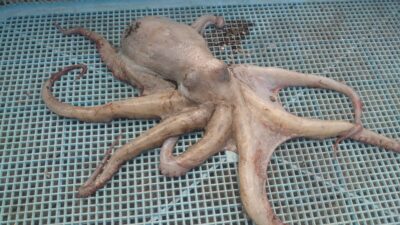 <p>山内様 旧一文字赤灯 タコエギで新子タコ🐙タコ初挑戦での釣果です♪</p>