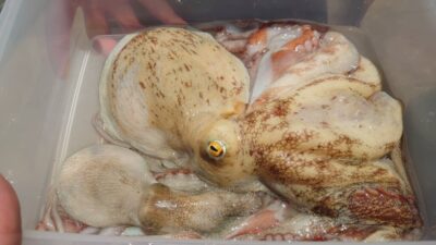 <p>増成様 沖の北 タコエギで新子と1kgのタコ🐙</p>