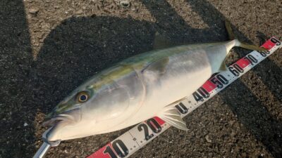 <p>小山様 沖の北 ショアジギでブリ85cm！6時半頃フォール中にヒット！ギャロップのFEっていうフォールに特化したジグらしい。</p>