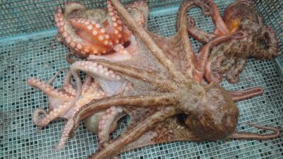 <p>平田様 中波止2番 タコエギで新子タコ🐙</p>