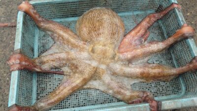 <p>釣れちゃうタマ  沖の北奥の方の内向き タコエギで2.2kgのタコ🐙8時頃にヒット！</p><p>8〜9時に時合いがあり、まわりでも他に大ダコが4杯釣れてました♪</p>