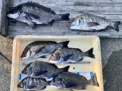 <p>佐多様　沖の北　フカセ釣りでチヌ7尾🎣　最大44cm🐟</p>