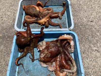 <p>大蛸狩人マツムラ様　沖の北　タコジグ  2.3kg🐙1.9kg🐙770g🐙　計3杯marvelous👍</p>