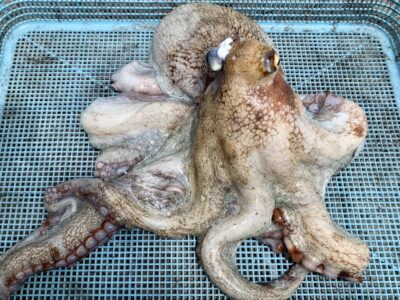 <p>匿名さま　旧一文字赤灯　タコエギで2kg🐙</p>