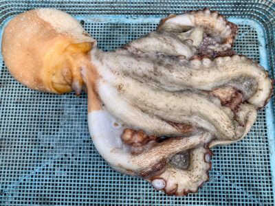 <p>杉島様　沖の北　タコエギ際釣り　初めての蛸釣りで1.8kgの🐙</p>