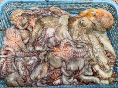 <p>アラキ様　旧一文字カーブ　タコエギ　タコ20杯🐙　最大2.2kg🐙</p>