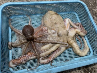 <p>竹村様　旧一文字赤灯　タコエギでマダコ1.3キロまでを2杯🐙</p>