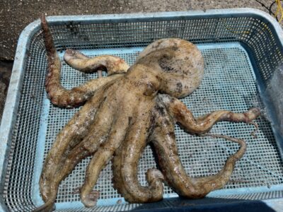 <p>芝様　旧一文字カーブ　タコエギでマダコ1.75キロ🐙他に新子サイズのタコも10杯以上釣られてました^ ^</p>