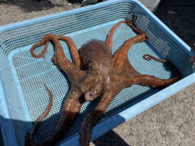 <p>森様　沖の北　タコエギ使用　マダコ1.45キロ🐙</p>