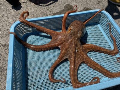 <p>泉大津店スタッフ森様　タコエギでマダコ1.15キロ🐙</p>