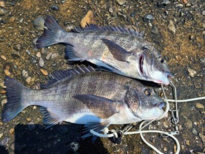 <p>二色浜店スタッフ木村様　旧一文字赤灯　ふかせ釣りでチヌ2枚🎣無双(イエローオキアミ)での釣果</p>