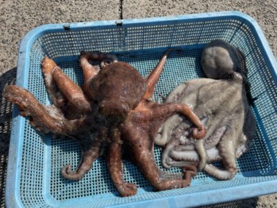 <p>富士様　旧一文字赤灯　タコエギでマダコ800g・1.18キロ🐙</p>