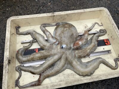 <p>古玉様　沖の北　タコエギでマダコ1.81キロ🐙</p>