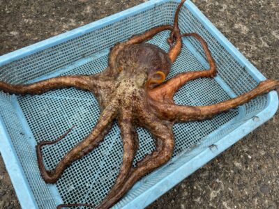 <p>タコたかし様　旧一文字赤灯　タコエギでマダコ1.53キロ🐙</p>