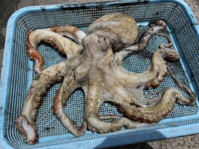 <p>芝名人　沖の北　タコジグでマダコ2.4キロ🐙</p>