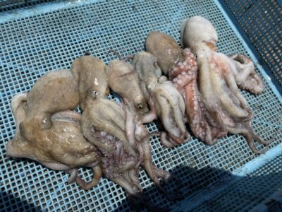 <p>ちょんまげ食堂釣り部　様　旧一文字3番　タコエギでマダコ6杯🐙渋い中でしたがお見事です♪</p>