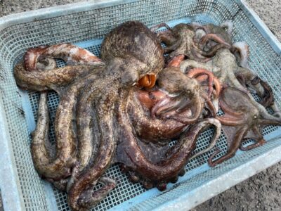 <p>釣れちゃう犬　中波止2番　17時〜18時半　タコエギで1.6キロまで5杯🐙</p>