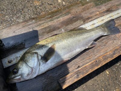 <p>三谷様　沖の北　エビ撒き　ハネ51cm🎣</p>