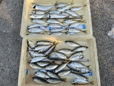 <p>中西様　沖の北　サビキ釣り　アジ20cmまで多数とサバ2匹🎣　13時〜17時までの釣行　数日かなり渋かったアジですが復活の兆し！？このまま安定してくれたら良いですが今後の雨に期待です^ ^</p>