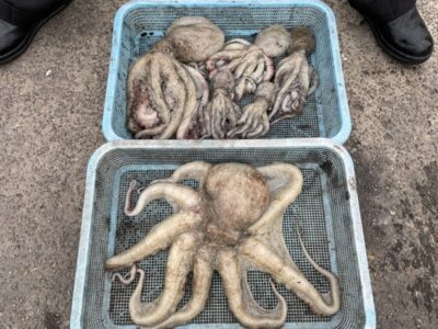 <p>DAICHAN様①　沖の北・旧一文字3番　タコエギでマダコ1.3〜2キロまで🐙</p>