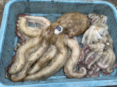 <p>タケモト様　沖の北　タコエギでマダコ最大2.2キロまで🐙大蛸おめでとうございます^ ^</p>