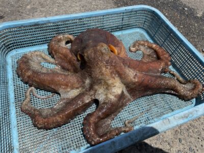 <p>松村名人　沖の北内向き　タコジグでマダコ2.6キロ🐙流石の釣果です🎣</p>