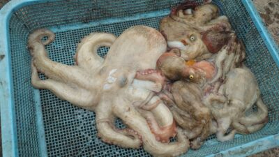 <p>神倉様 沖の北 タコエギで新子と1.01kgの良型タコ🐙</p>