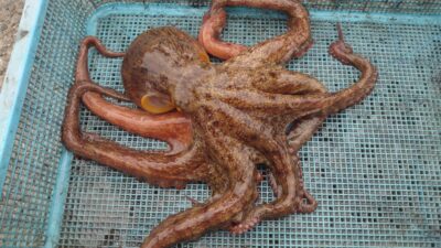 <p>山根様 沖の北 タコエギで860gの良型タコ🐙</p>