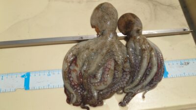 <p>高見様 沖の北 ケーソン継ぎ目タコジグでタコ🐙</p>