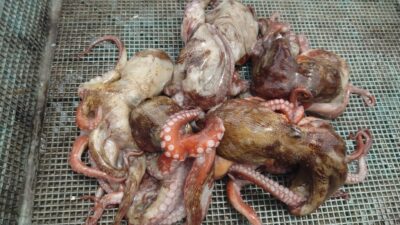 <p>やーた様 沖の北 タコエギで新子タコ🐙沖でも新子はいますよ♪</p>