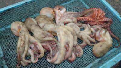 <p>神倉様 沖の北 タコエギで新子タコ🐙</p>