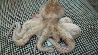 <p>沖の北 内向き タコエギでタコ🐙</p>