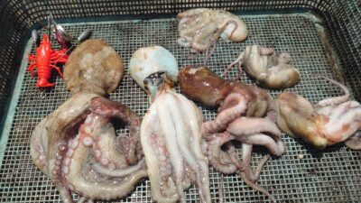 <p>石田様 沖の北 デビルクローでタコ🐙</p>