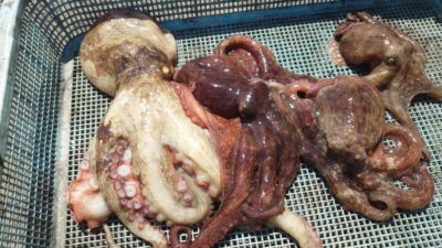 <p>森様 沖の北 ケーソン継ぎ目タコジグで良型タコ🐙</p>