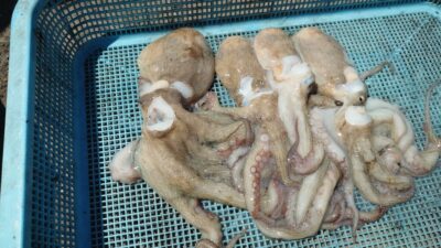 <p>角様 沖の北 ケーソン継ぎ目タコジグでタコ🐙</p>