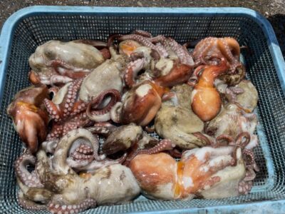 <p>上垣内様　沖の北・旧一文字赤灯　タコエギでマダコ14杯🐙</p>