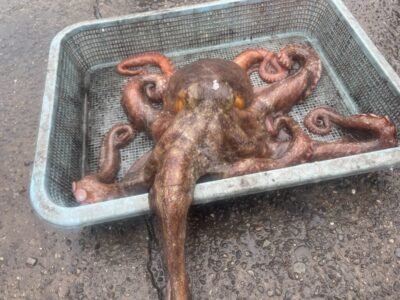 <p>小玉様　旧一文字赤灯〜3番　外向き　タコエギで大蛸2.98キロ🐙他にも新子のタコも釣り上げてました♪大蛸おめでとうございます^ ^</p>