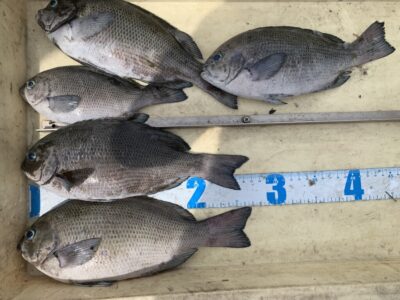 <p>島田Jr様　沖の北外向き　ヌカ切り釣りでグレ5尾🎣　最大27cm🐟</p>