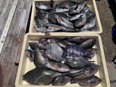 <p>井沢様　沖の北　ヌカ切り釣りでグレ大漁です🎣　他にサンバソウ&チヌ🐟</p>