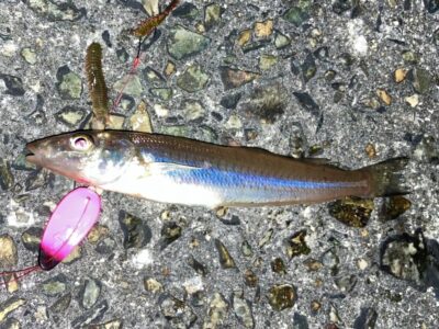 <p>釣れない猫🐱様 沖の北外向き 今日は投げ釣りでキス狙い♪アタリは多かったようです。</p>