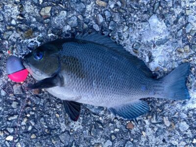 <p>釣れない猫様 沖の北外向き ウキ釣りでグレ！旧の赤灯・白灯 北の先端などグレめっちゃいます。</p>