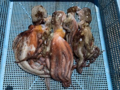 <p>ちょんまげ食堂釣り部様 旧一文字3番外向き タコエギでタコ🐙</p>