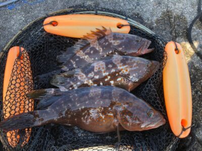 <p>中村様 沖の北 奥の方の外向き エビ撒き釣りで良型アコウ！</p>