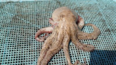 <p>沖の北 内向き タコエギでタコ🐙</p>