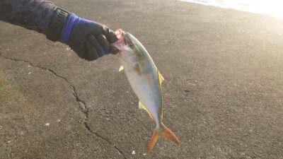 <p>沖の北 今朝はツバスがよく釣れていました！1人で4本釣ってる人もいましたよ♪</p>