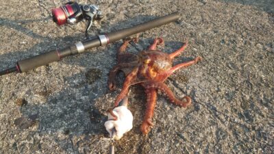 <p>前田様 沖の北内向き タコエギでタコ🐙</p>