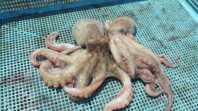 <p>にったこ様 旧一文字赤灯外向き タコエギでタコ🐙沖はサビキとショアジギの方が多いので旧のほうが釣り歩きやすいです。</p>